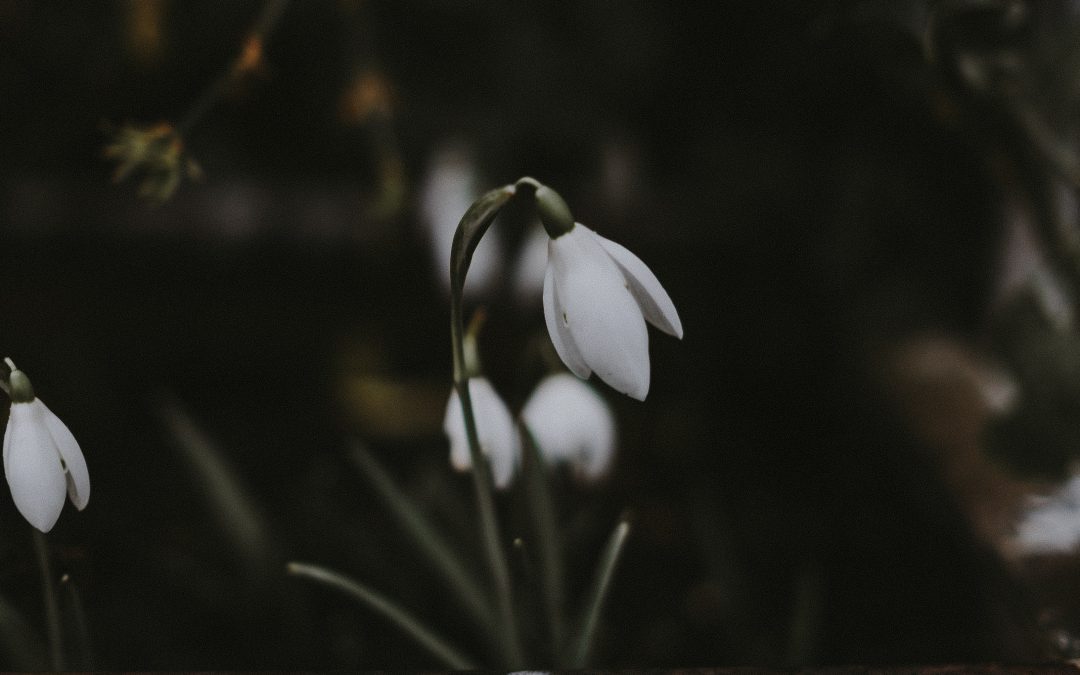 Candlemas or Imbolc? What’s the difference?